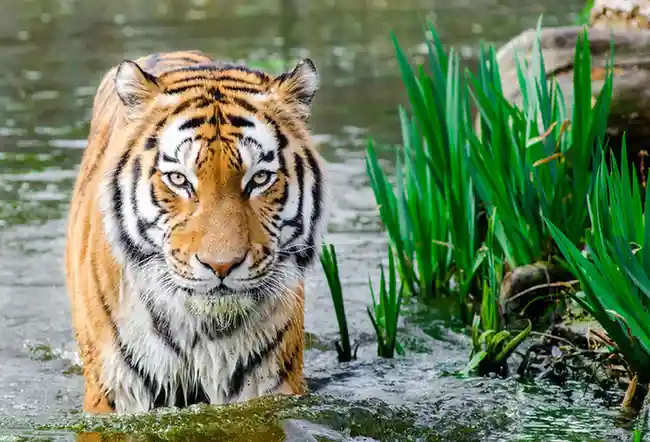 ZOO